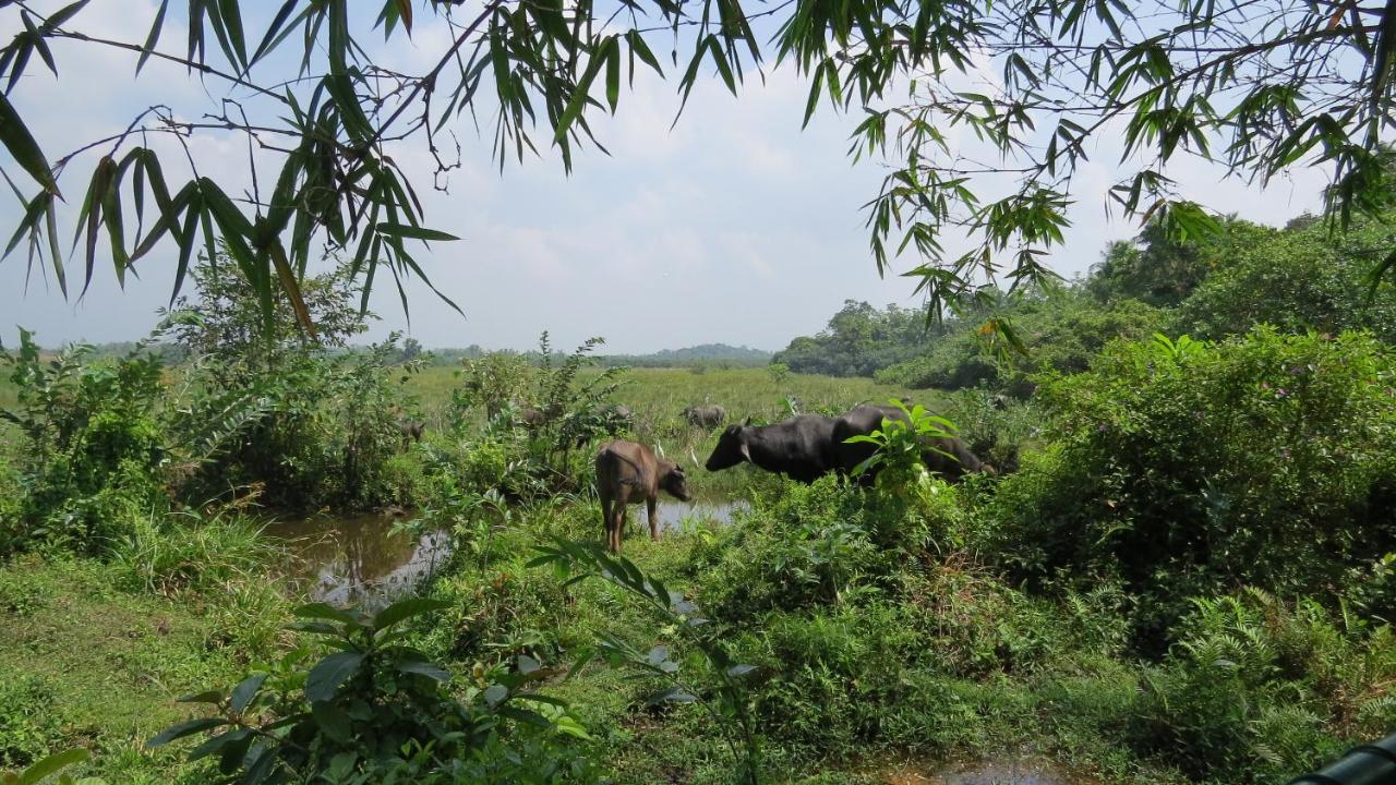 Avalon Village Resort Induruwa Ngoại thất bức ảnh